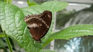 Beautiful Tropical Butterflies Butterfly House Pacific Science Center Seattle Washington [upl. by Gader765]