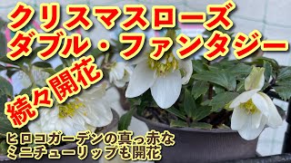 Flower748バルコニーampガーデン 20240316今週の変化はクリスマスローズ達の開花と新たな蕾と自宅で育った3年目で花枝が出始めた、クレマチスの新芽、ミニチューリップとクロッカスの開花 [upl. by Ylsew]