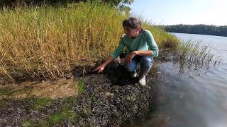 Salt Marsh formation in an estuary [upl. by Randall]