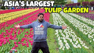 Best Time to Visit Tulip garden Kashmir🌷  Asias Largest Tulip garden [upl. by Stirling]