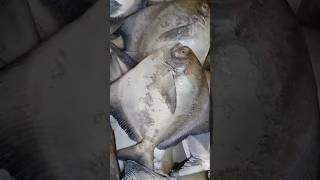 Mumbai wholesale fish market mumbaifishmarket surmaifish wholesalemarket machlibazar fishing [upl. by Meras]