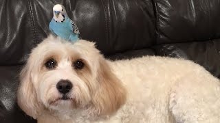 Meet The Unlikely Bird and Dog Duo Who Are Best Friends [upl. by Ronaele895]