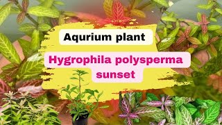 Aquarium plant hygrophila polysperma sunset review aquariumplants [upl. by Aneek]