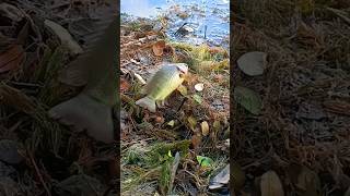 A fish that lives on dry land fishing viralvideo [upl. by Cinda]