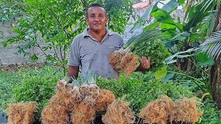 Como plantar coentro no inverno Dica para cultivar o coentro em épocas de muita chuva [upl. by Tades361]