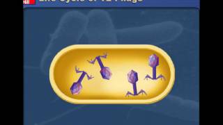 Lytic v Lysogenic Cycles of Bacteriophages [upl. by Einal]