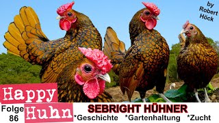 E86 Sebrights im Rasseportrait bei HAPPY HUHN  Englands gesäumte Urzwerge Sebright Hühner bantams [upl. by Iphagenia]