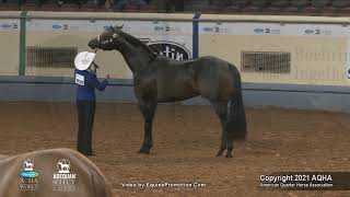 2021 AQHA Amateur 2YearOld Stallions [upl. by Ebag]