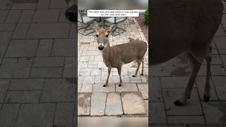 This deer was rescued when it was injured on the road and then animalshorts shortvideo [upl. by Schindler]