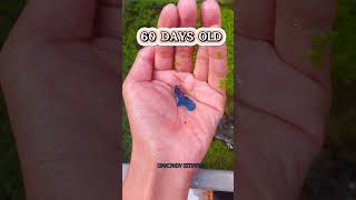 The Evolution of Betta fish bettafish bettafishlover bettaindonesia shorts viralvideo [upl. by Ecirb791]