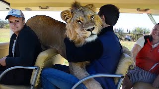 Taigan Lion Park  Where Lions Hug Tourist [upl. by Sonni]