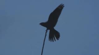 Churring Nightjar Forest Of Dean 2016 [upl. by Yssak601]