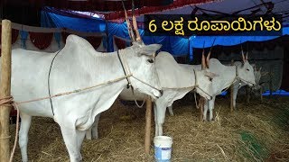 6 lakh for 4 teeth beautiful hallikar bullocks at Ghati subramanya danagala jatre [upl. by Margaretta]