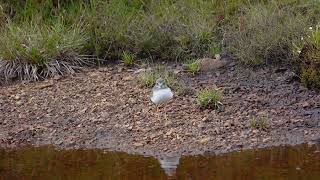 Ringed Plover adults and chick in Upper Teesdale [upl. by Burget]