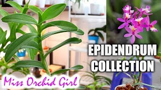 My Epidendrum Orchids collection [upl. by Adihsaar]