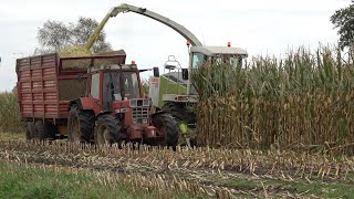 Mais hakselen met Claas Jaguar 860 en International Harvester 1056 XL ErgoS 2021 [upl. by Ania967]