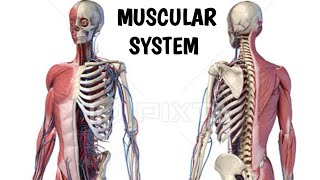 MUSCULAR SYSTEM PART1 Physical education [upl. by Enohpesrep]