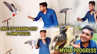 AFRICAN GREY FREE FLY TRAINING STEP 2 JUMP RECALL MYNA TAME HO GAI 😍 [upl. by Enalb]