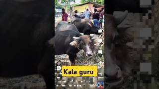 গরু guru cow goru amba hamba cow videos gorur video guru guru goro guru tiktok গরুর ভিডিও goluviral [upl. by Einohpets728]