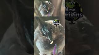 Headress Stellar Jay corvidae birds asmr [upl. by Licec]