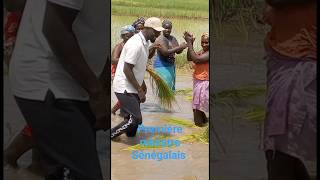 Le premier ministre OUSMANE SONKO au champ avec des cultivateurs Sénégalaise [upl. by Haet888]