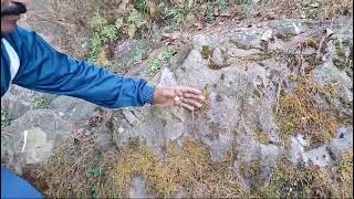 LICHENS at DHARMASHALA HIMACHAL PRADESH [upl. by Enilada728]