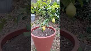 Moestuinieren voor iedereen moestuin motivational gardening garden growyourownfood shorts [upl. by Bordiuk]