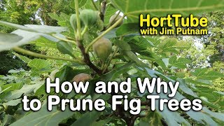 How and Why to Prune Fig Trees [upl. by Amund59]