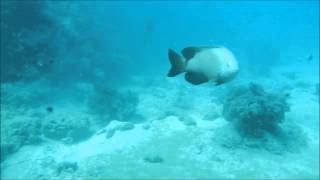 Damselfish attacks Stegastes nigricans [upl. by Ogaitnas]