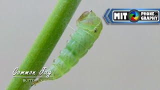 Graphium doson Common Jay  Caterpillar to Butterfly Transformation  Timelapse [upl. by Enirehtak]