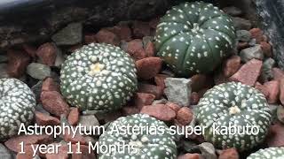 Monthly Update on Ariocarpus Lophophora and Astrophytum Mixed Ages [upl. by Marozik]