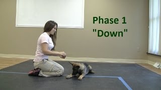 How to Train a dog to Lie quotDownquot K91com [upl. by Aimahs]