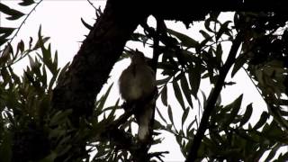 Lesser Honeyguide calling [upl. by Gene]