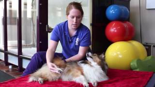 How to do Passive Range of Motion Exercises with Pets [upl. by Nolur81]