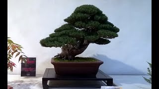 Cypress bonsai  Cupressus sempervirens by Alfiero Suardi [upl. by Wachtel]