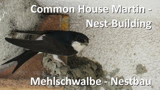 Mehlschwalbe beim Nestbau  Common House Martin builds nest Delichon urbicum [upl. by Ardme642]