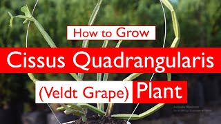 How to Grow Cissus quadrangularis Veldt Grape Plant [upl. by Pete]