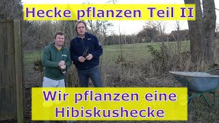 Hecke pflanzen Teil II  Hibiskus Hecke einpflanzen angießen und mulchen [upl. by Ralf996]