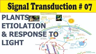 Signal Transduction Lecture07 Signal Transduction In Plants [upl. by Etnasa]