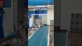 Packed with care  Cuttlefish 🦑 shorts neerlandia urk cuttlefish processing [upl. by Cherri525]