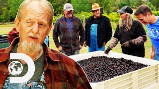 Mark amp Digger Turn TONS Of Grapes Into Brandy Moonshine  Moonshiners [upl. by Martreb]