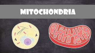 Mitochondria Structure amp Function  Cell Biology [upl. by Phaidra]