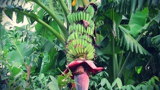 Cómo Sembrar Banano con buenas Prácticas Agrícolas  TvAgro por Juan Gonzalo Angel [upl. by Caldwell]