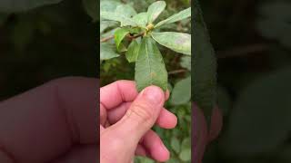 Azalée du Pacifique Rhododendron occidentale  comment la reconnaître [upl. by Han]