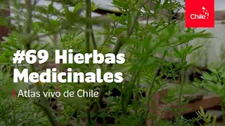 69 Hierbas medicinales  Atlas Vivo de Chile [upl. by Gerlac247]