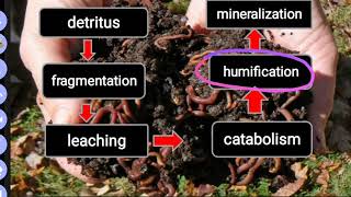 Primary Productivity  Ecological Succession  Chapter 14 NCERT  Lec 6 [upl. by Jerrylee695]