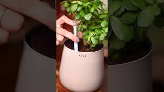 Water pen  Hydrate  Aura selfwatering pot  Kyari [upl. by Tuck]