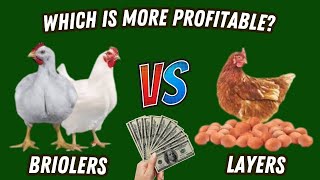 Broilers vs Layers Which Is More Profitable [upl. by Humpage972]