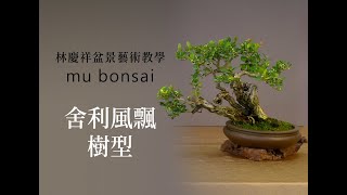 概念篇∣舍利風飄樹型∣請點選字幕 ◤林慶祥盆景藝術教學◢ Bonsai in Taiwan [upl. by Allmon460]