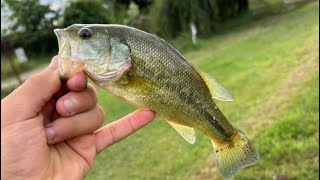 Pesca al Bass con prodotti Mikado ma poi… [upl. by Benco583]